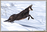 CHAMOIS
